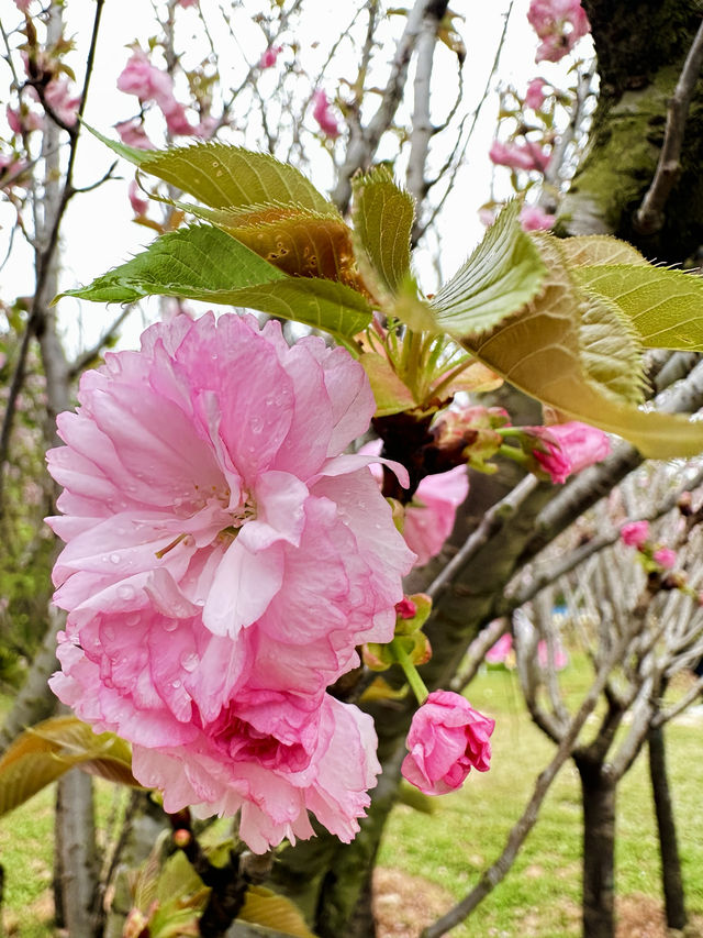 被公園的櫻花治癒了～