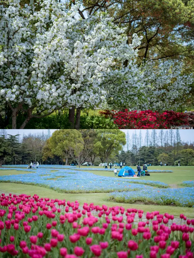 この青い花の海は本当に癒されますね！