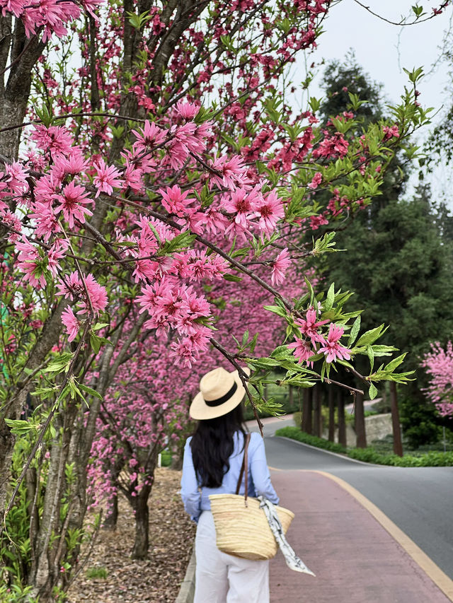 成都周邊，遊千年禪寺，賞萬畝茶園