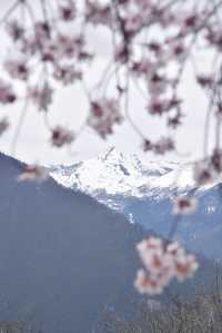 嘎拉村 | 遇見雪山下的最美桃花