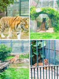 來我家鄉玩一天，廣州動物園