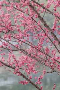 成都免費賞梅推薦之｜百花潭公園
