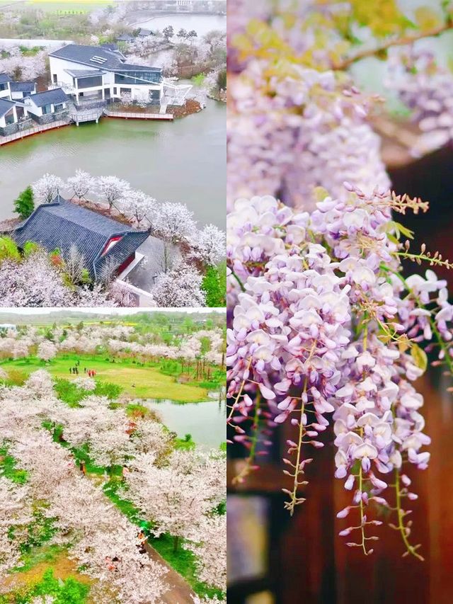 賞花民宿住在花海裡，是賞花最好的儀式感