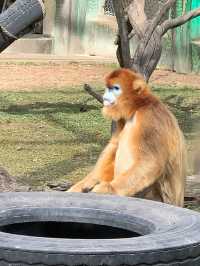 西安秦嶺野生動物園｜一日遊