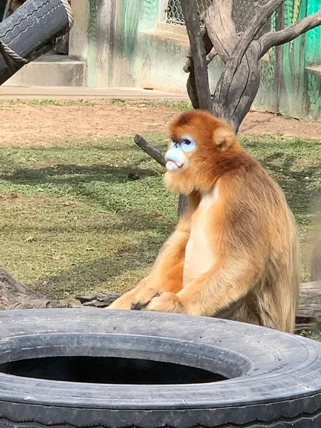 西安秦嶺野生動物園｜一日遊