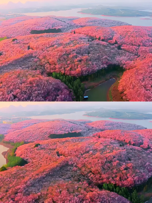 3월에 귀주성 핑바현의 벚꽃원에 오셔서 벚꽃 구경을 확실히 안 하실 건가요?
