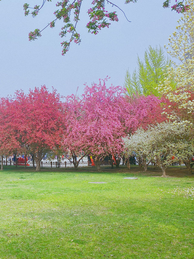 北京賞花｜回到童年的大雪山 桃花已然朵朵開