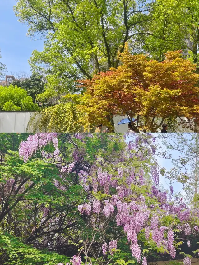 寧波的人間四月天這個地方美爆了