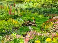 春日限定｜歡迎來到現實版的“莫奈花園”