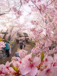 Cherry Blossoms Around Osaka Himeji🇯🇵