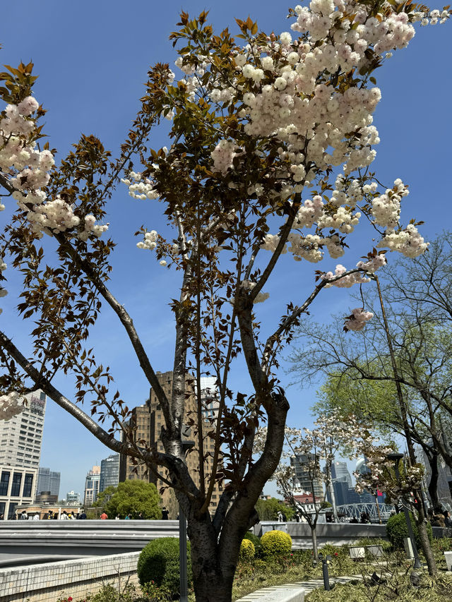 魔都賞花：蘇州河櫻花谷