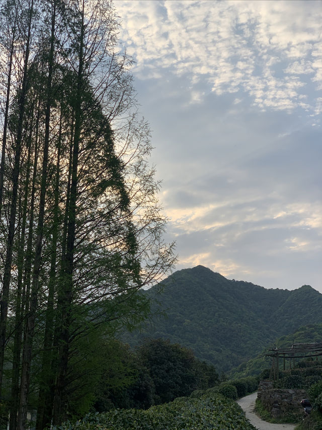 五一露營推薦|杭州小眾茶園營地 巨舒服～