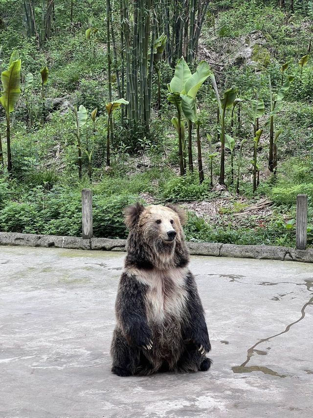 貴陽森林野生動物園一日遊