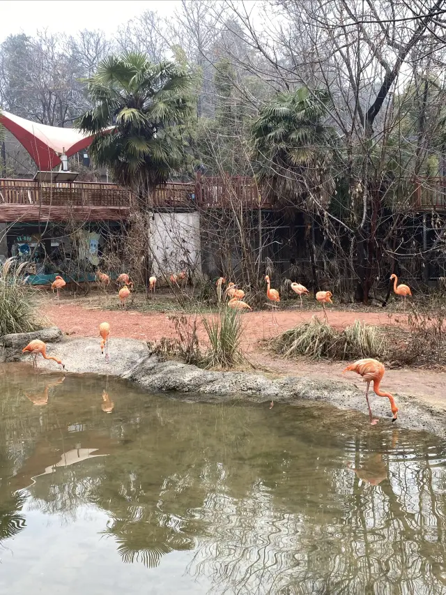 Where to go in Nanjing | The Red Mountain Forest Zoo, a combination of science education and sightseeing