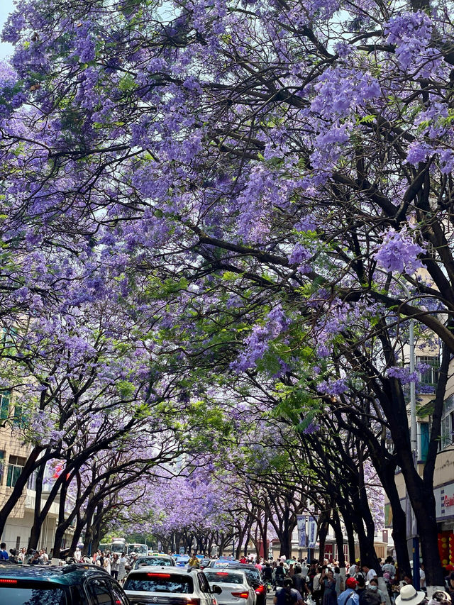 昆明|春城五月，是藍花楹的城“