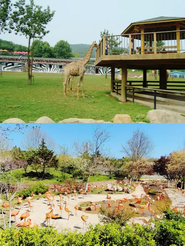 สัตว์ที่มีชีวิตชีวา, ทิวทัศน์ที่สวยงาม, ทั้งหมดนี้อยู่ที่สวนสัตว์ป่าเต๋าเหลียน, มาสนุกกับการเที่ยวชมกันเถอะ