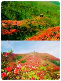 瀏陽｜賞杜鵑花的秘密仙境｜大圍山國家森林公園