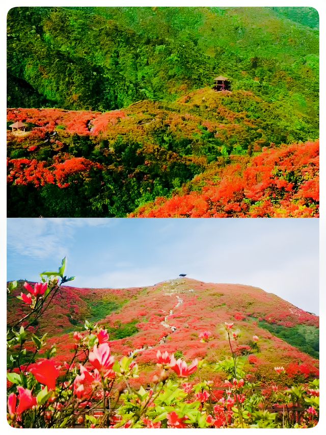 瀏陽｜賞杜鵑花的秘密仙境｜大圍山國家森林公園