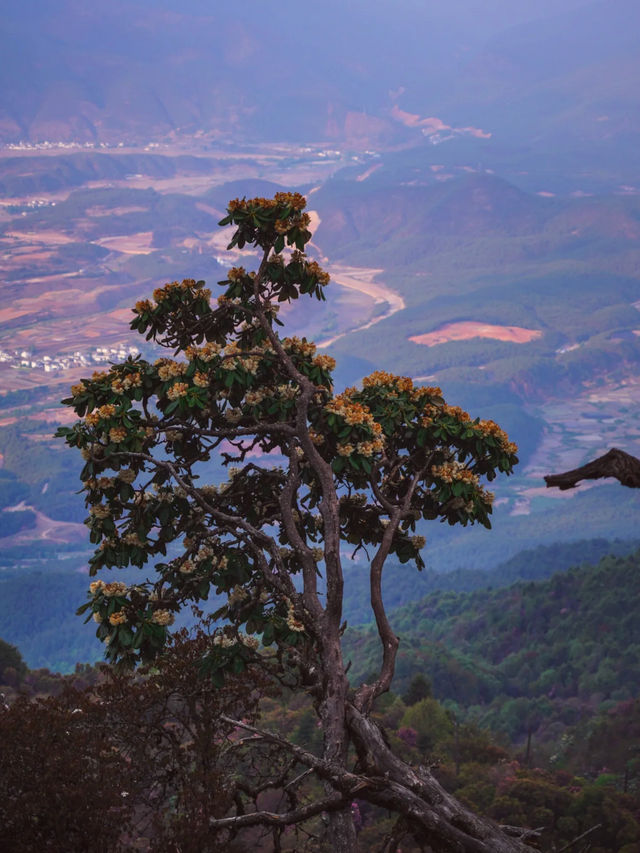 沙溪｜高山杜鹃，秘境中的花團綻放和古鎮裡的樹屋
