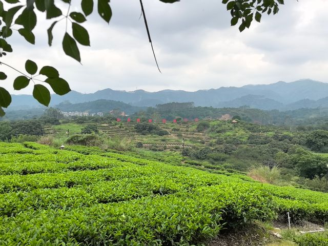 美麗的霞葛司下茶山夜市