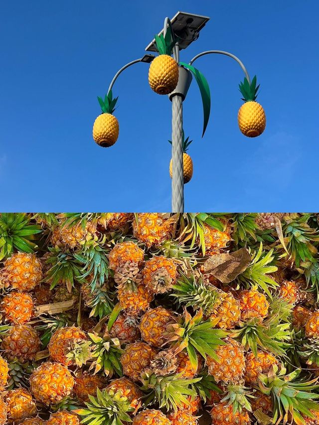 歡迎來我的家鄉玩|徐聞菠蘿的海