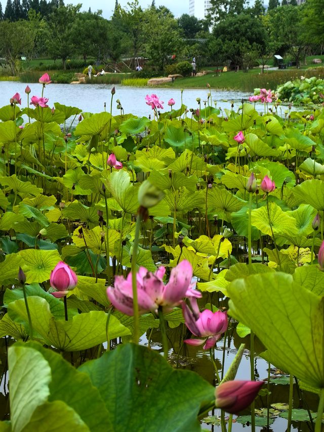 上海植物園賞荷