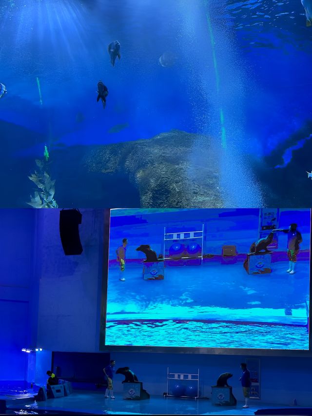 為了這一眼 我願意每年都來海洋館