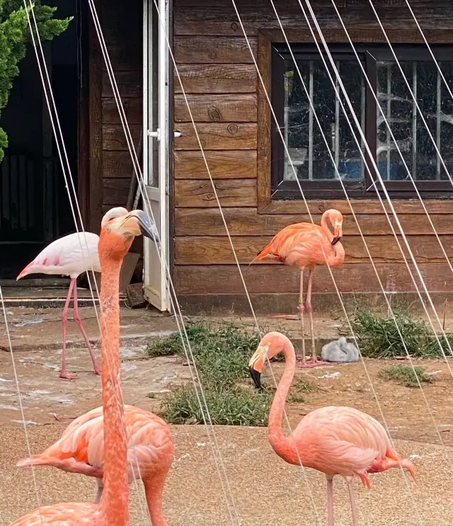 Laohutan Ocean Park, Polar Journey awaits you!