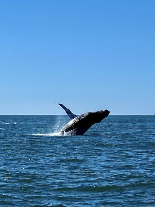 The best place to go whale watching in Vancouver is definitely Tofino in the Pacific Ocean.