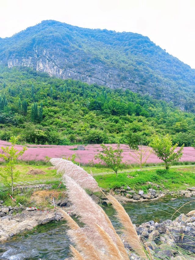 長順｜神泉谷｜粉紅色的秋天。