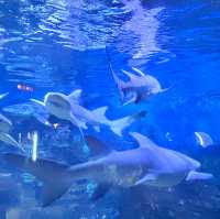 藍色大海的傳說 | 煙台海昌鯨鯊海洋公園。