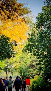 秋色暈染了豐慶公園的眉梢。