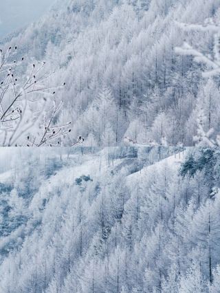 Chongqing's Hidden Snow Spots | I Entered a Magical Snowy Forest.