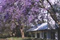 Sydney's Jacaranda Season is Here!
