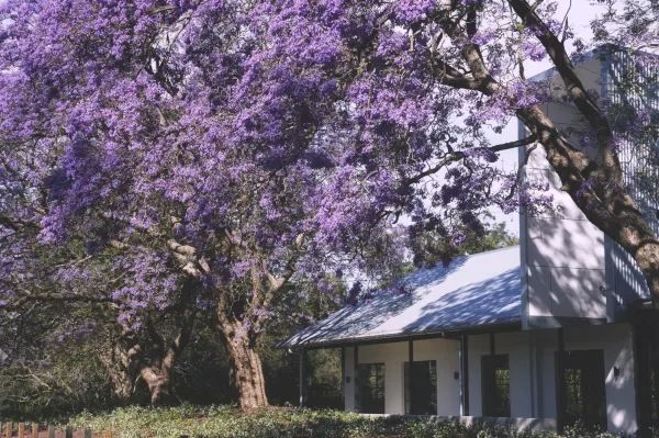 Sydney's Jacaranda Season is Here!