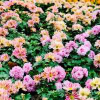 上海共青森林公園秋日攻略。