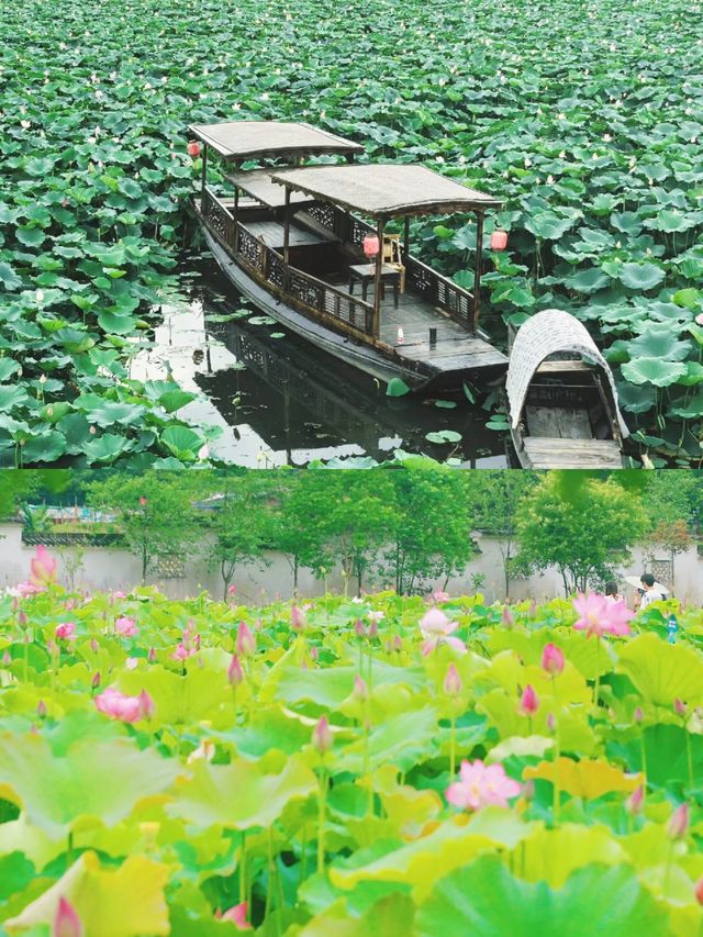 荷花博覽園綻放盛夏之美，驚艷你的朋友圈。