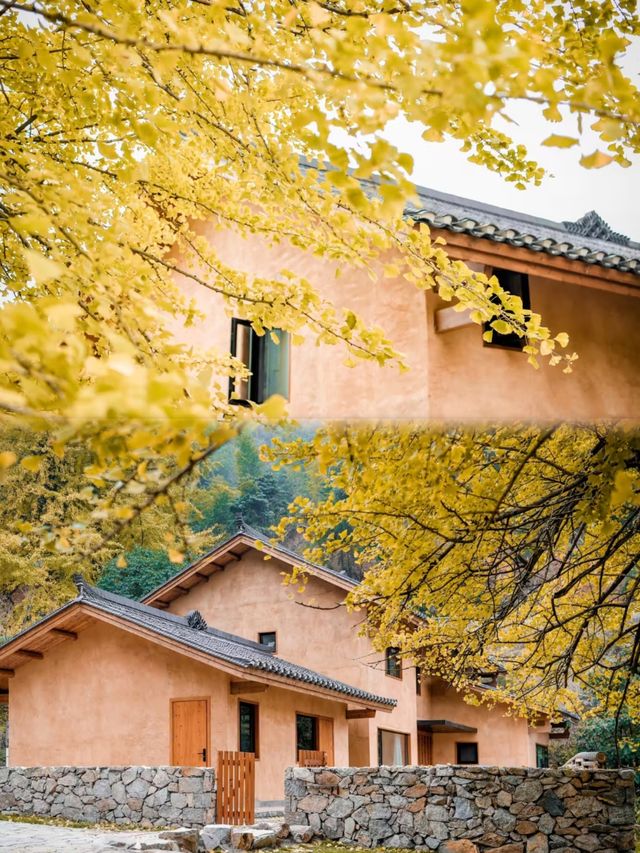 江西吉安的「小騰衝」銀杏黃啦！速衝！。