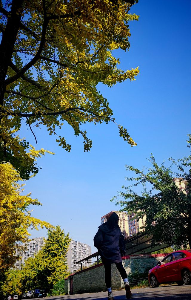 發現成都又一個銀杏打卡地。