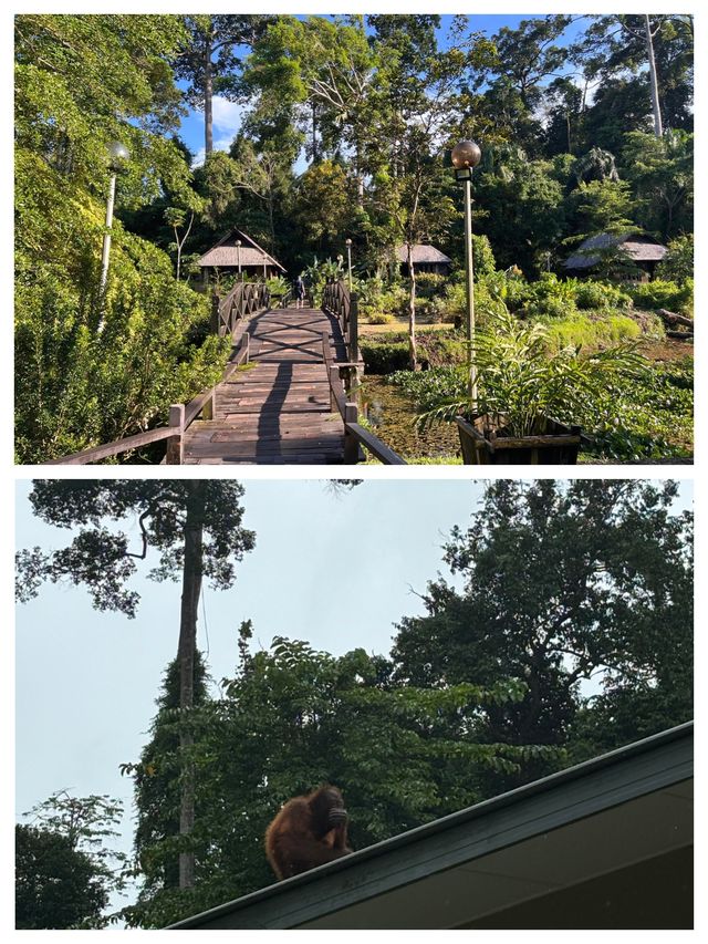 山打根——馬來西亞的生態秘境與自然精靈共舞。