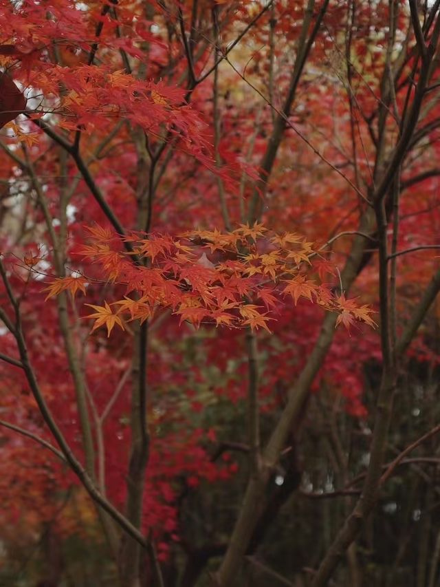南通如皋·水繪園｜一日遊園免費觀賞滿天楓葉