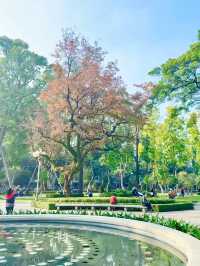 廣州人民公園楓葉手機直拍！真的已經紅了
