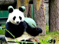 最會迎賓的熊【瀋陽森林動物園】