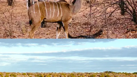 Explore the Pearl of Africa - Botswana — traveler post in Kasane