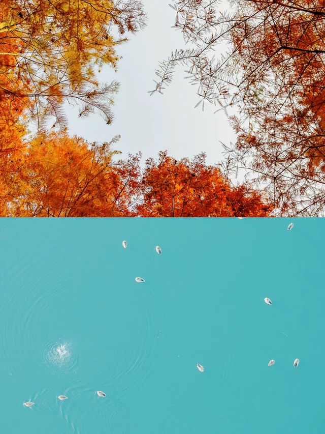 漫步湖畔綠道：享受悠閒時光