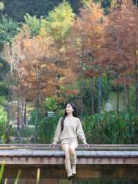 廣州落羽杉絕美打卡點 就藏在雲溪植物園