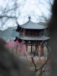 杭州超山賞梅攻略 | 邂逅十里香雪海