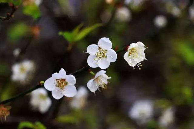 梅嶺探梅——白梅淡然飄香