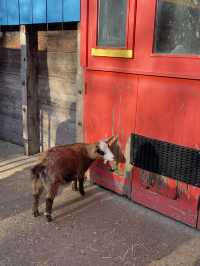 Visit London Zoo in Winter for a Unique Experience