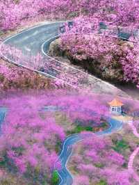 不是日本去不起而是福建更具性價比